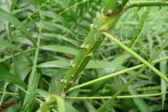 Calamus rotang